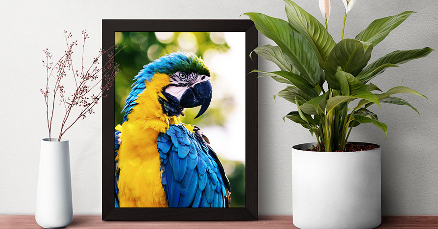 Photo Frames for National Pet Day